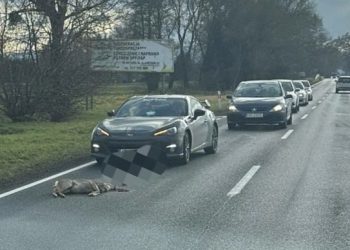 Potrącenie sarny na drodze nr 948 w Łękach – apel o ostrożność