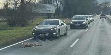 Potrącenie sarny na drodze nr 948 w Łękach – apel o ostrożność
