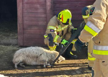 Nietypowa akcja OSP Bulowice: baran utknął na posesji