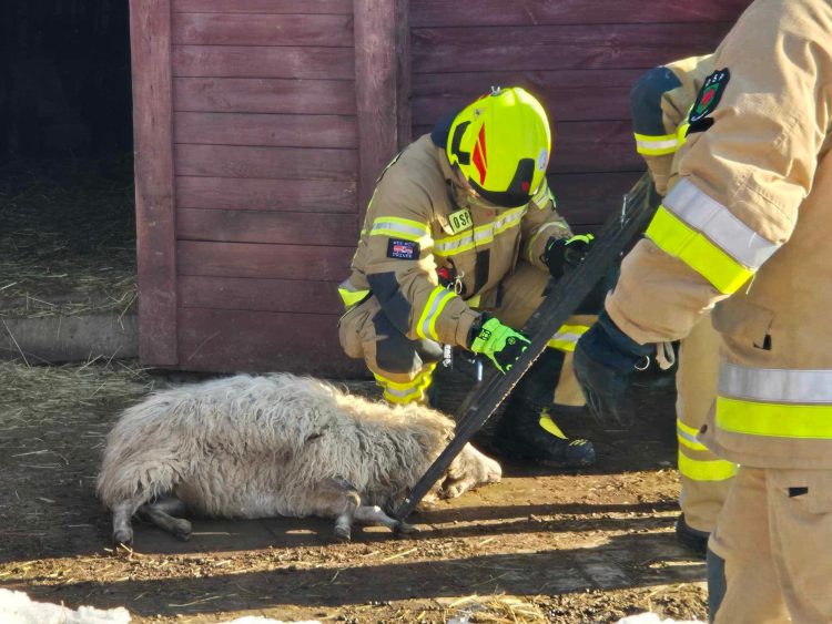 Nietypowa akcja OSP Bulowice: baran utknął na posesji